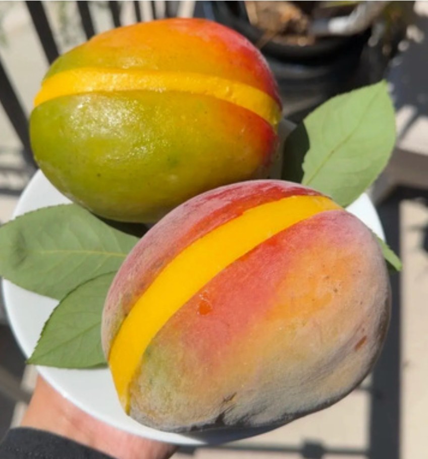 Real Fruit Mango Sorbet Recipe